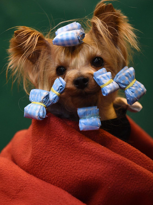 3月13日落幕的英國2016Crufts狗展 “爭奇斗艷”(圖4)